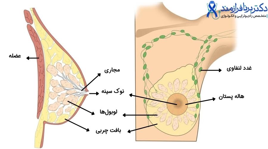 اجزای تشکیل دهنده سینه زنان