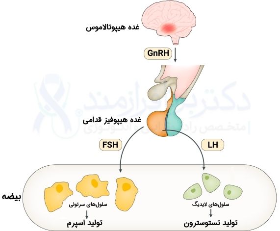 مسیر تولید آندروژن از بیضه، هیپوتالاموس، هیپوفیز، LH و FSH