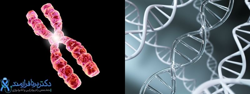 ساختار DNA دو رشته‌ای، ژن و کروموزوم