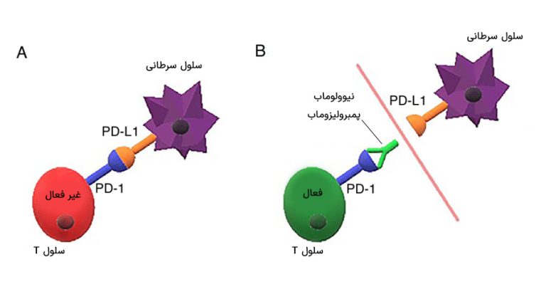 ایمونوتراپی سرطان معده، مهارکننده PD-1 و PDL-1