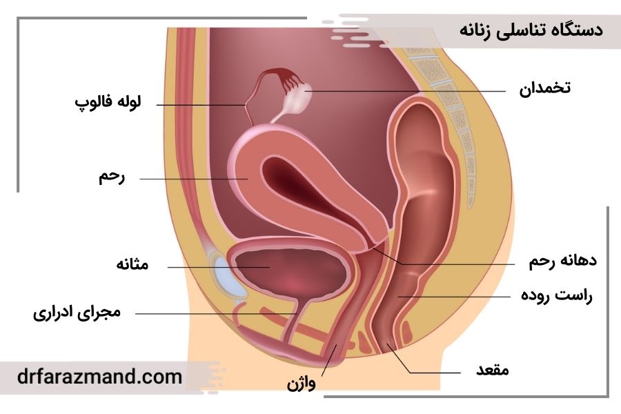 دستگاه تناسلی زنانه، واژن، رحم، لوله فالوپ، تخمدان